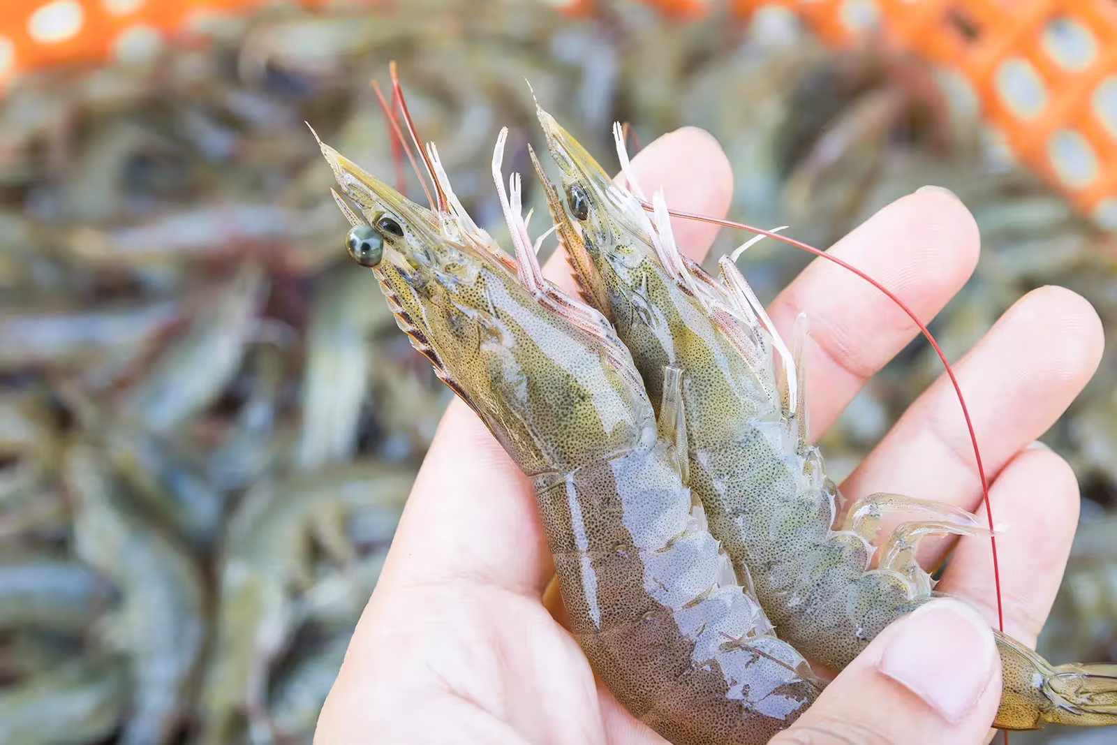 67a3a09640d473a058f1c982_Farm Shrimp 02