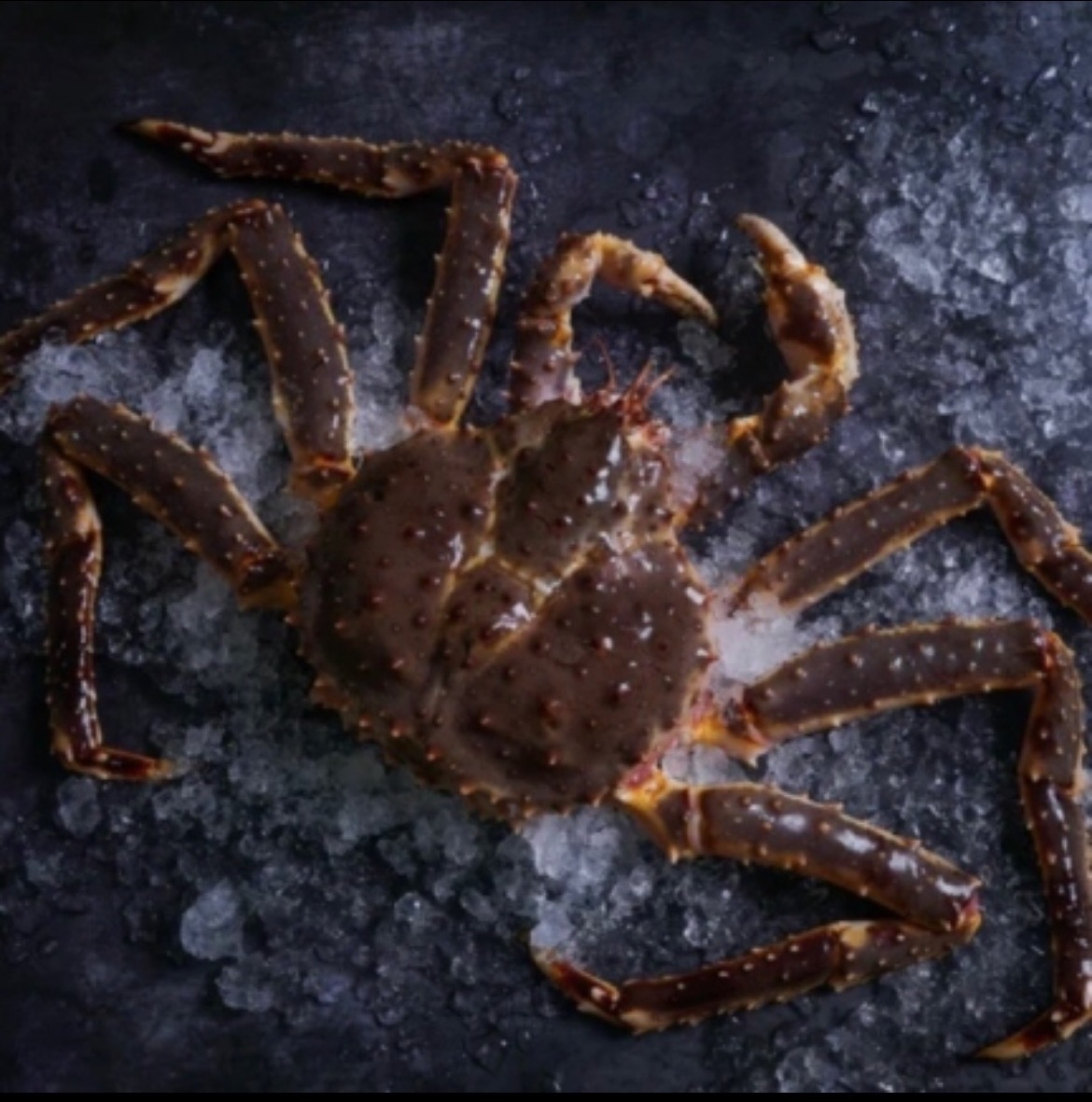 kingcrab-1